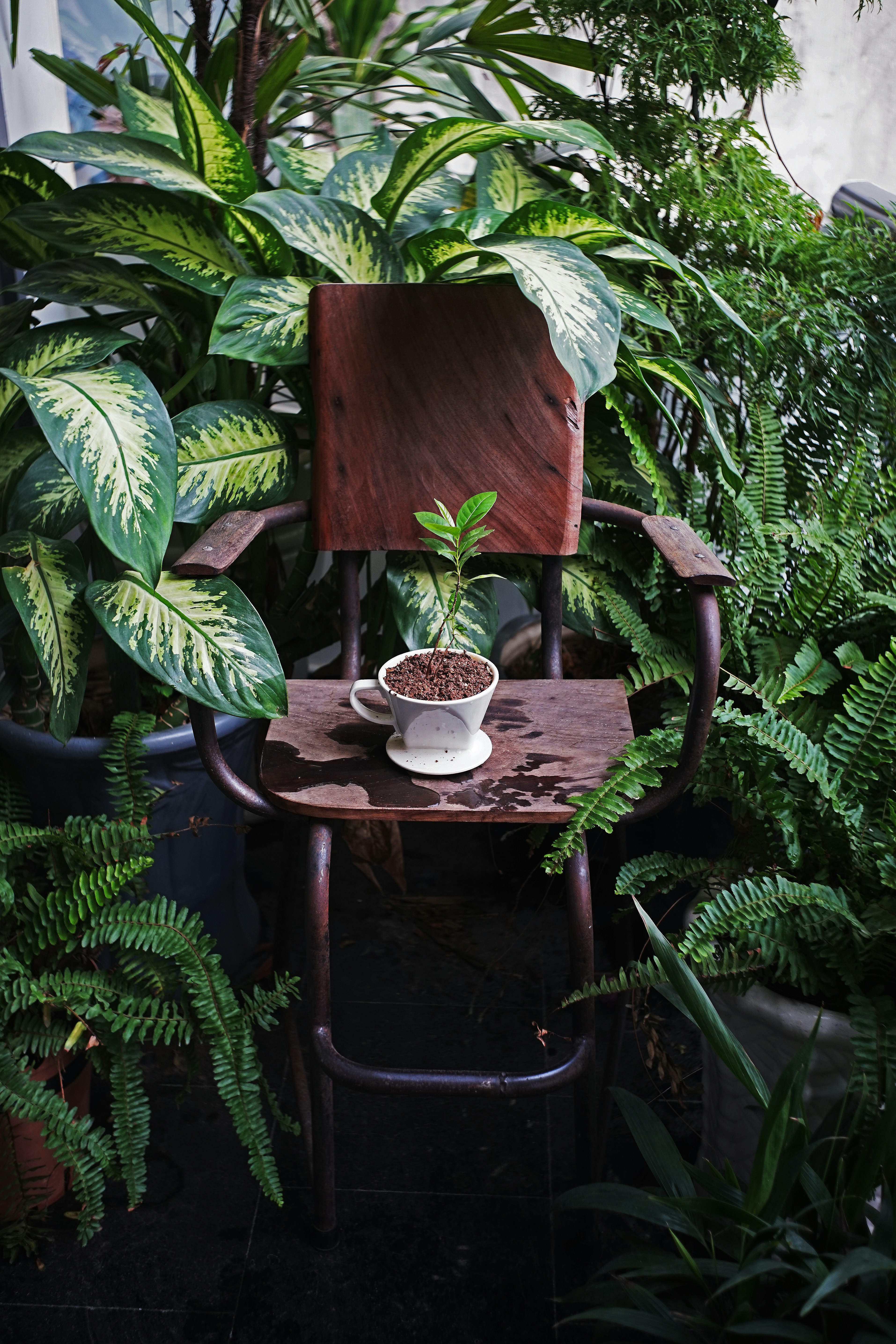 a chair with a potted plant on top of it