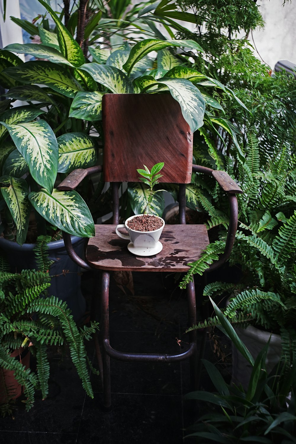 a chair with a potted plant on top of it