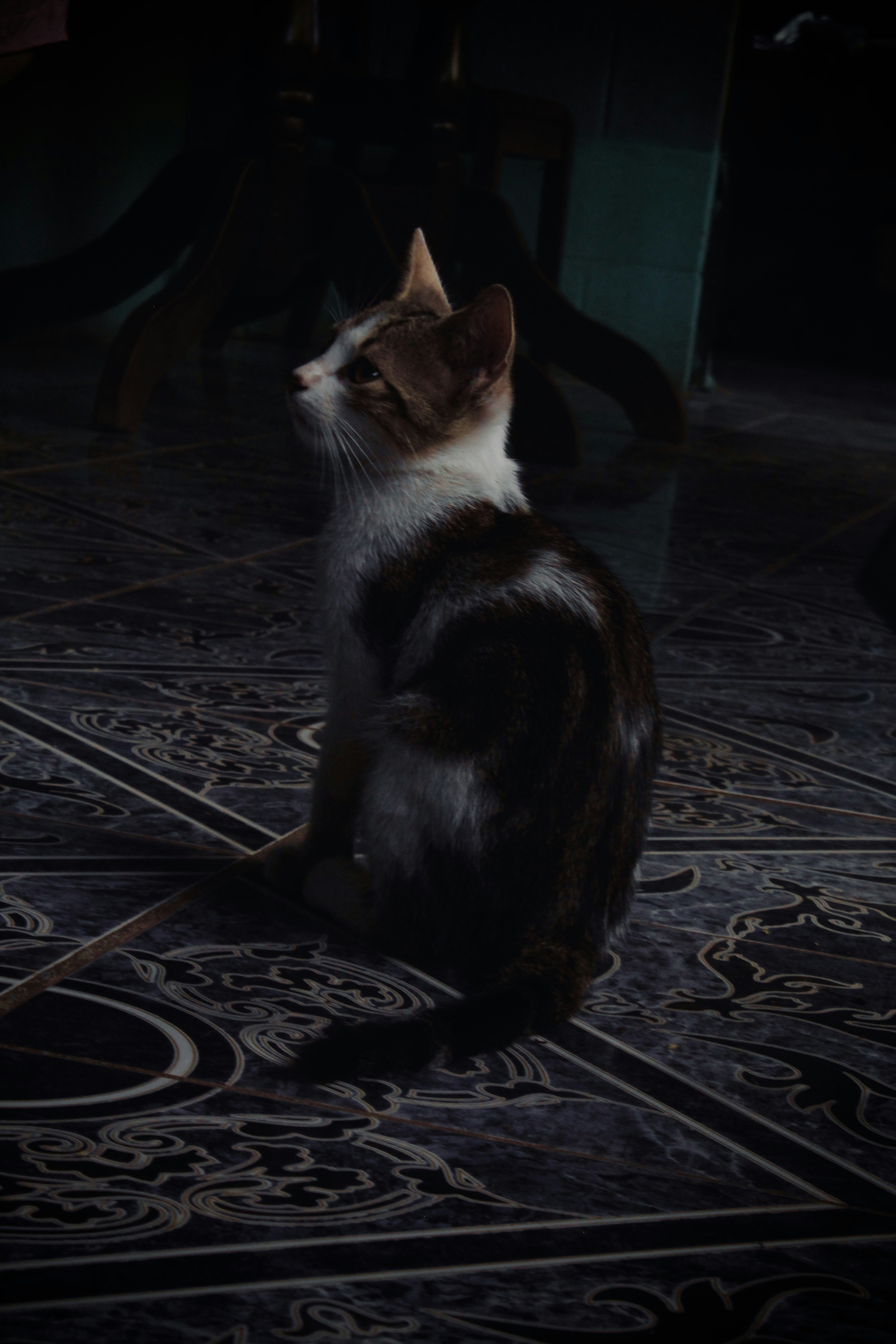 a cat sitting on the floor looking up