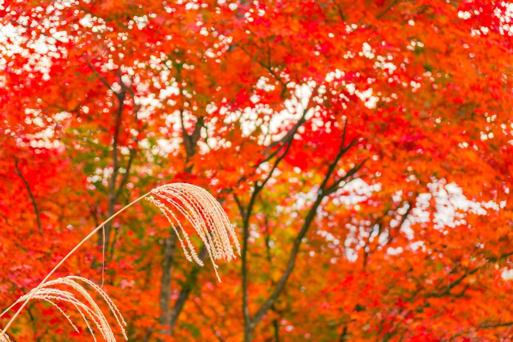 a red tree with lots of leaves in front of it