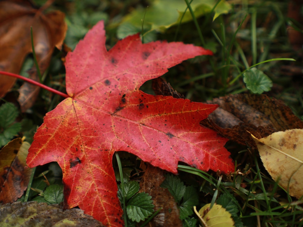 a red maple leaf laying on the ground