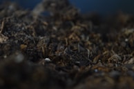 Close-up of rich, dark soil teeming with microbial life.