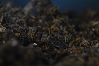 Close-up of rich, dark soil teeming with earthworms and organic matter, highlighting natural fertility.