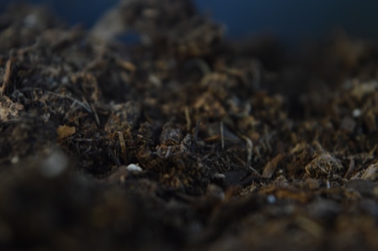 Close-up view of dark, rich soil with various organic materials and small debris mixed in.