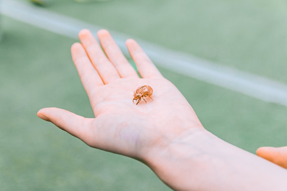a person's hand holding a tiny insect on it's palm