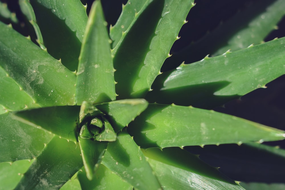 Un primer plano de una planta verde con hojas