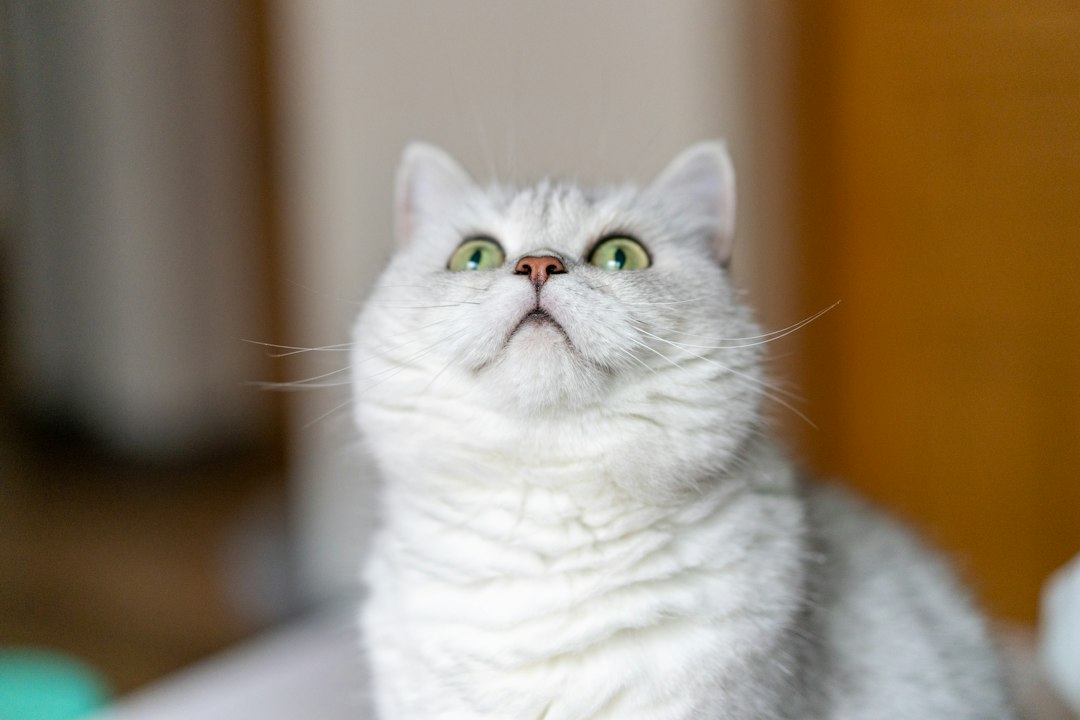 cat litter closeup