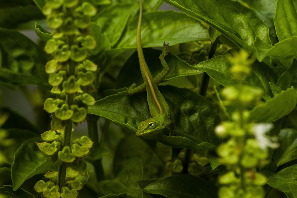 a green lizard sitting on top of a green plant
