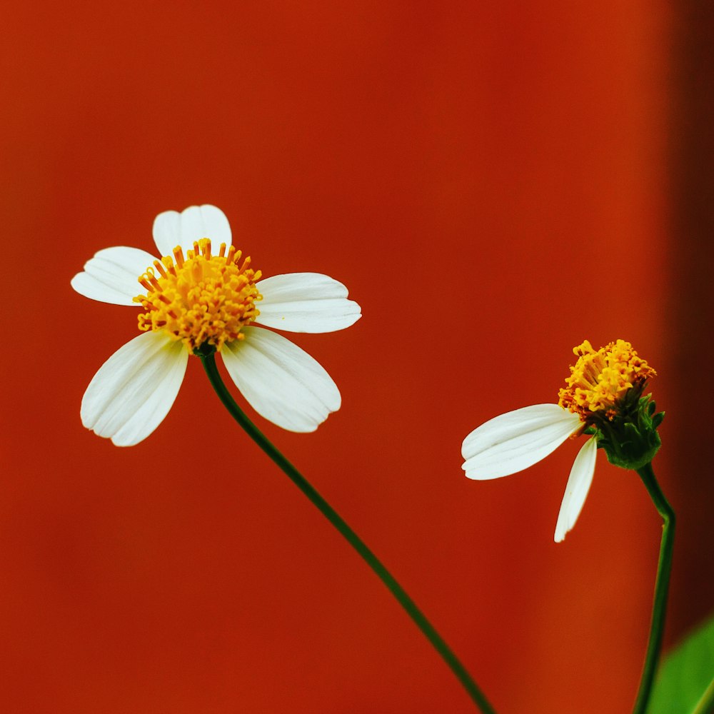 a couple of white flowers sitting next to each other