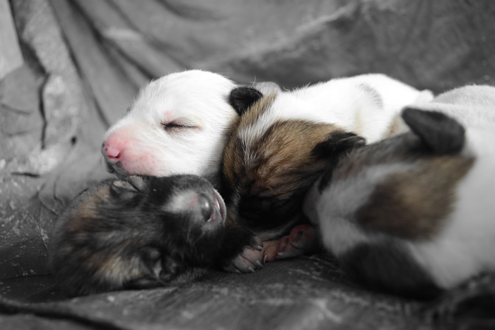 a couple of puppies that are laying down