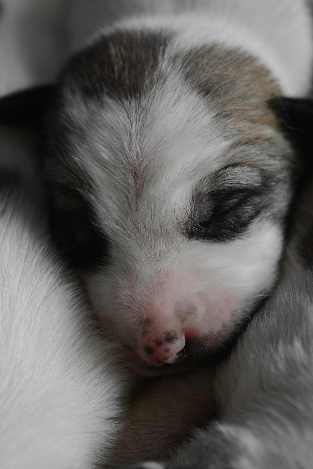 a close up of a small dog sleeping