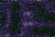 an abstract purple and black background with wavy lines