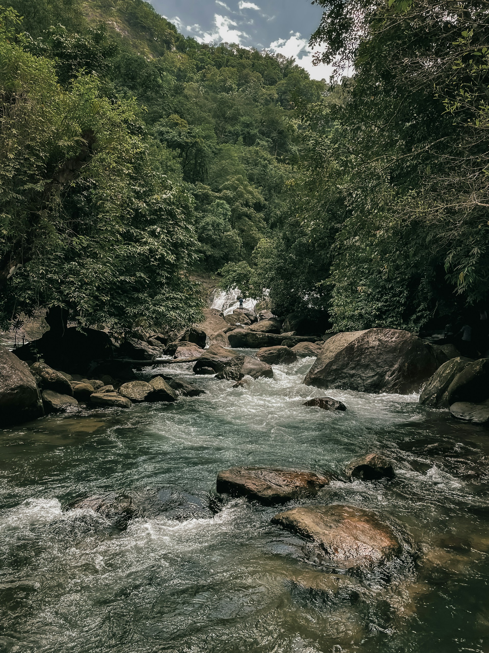 a river running through a lush green forest