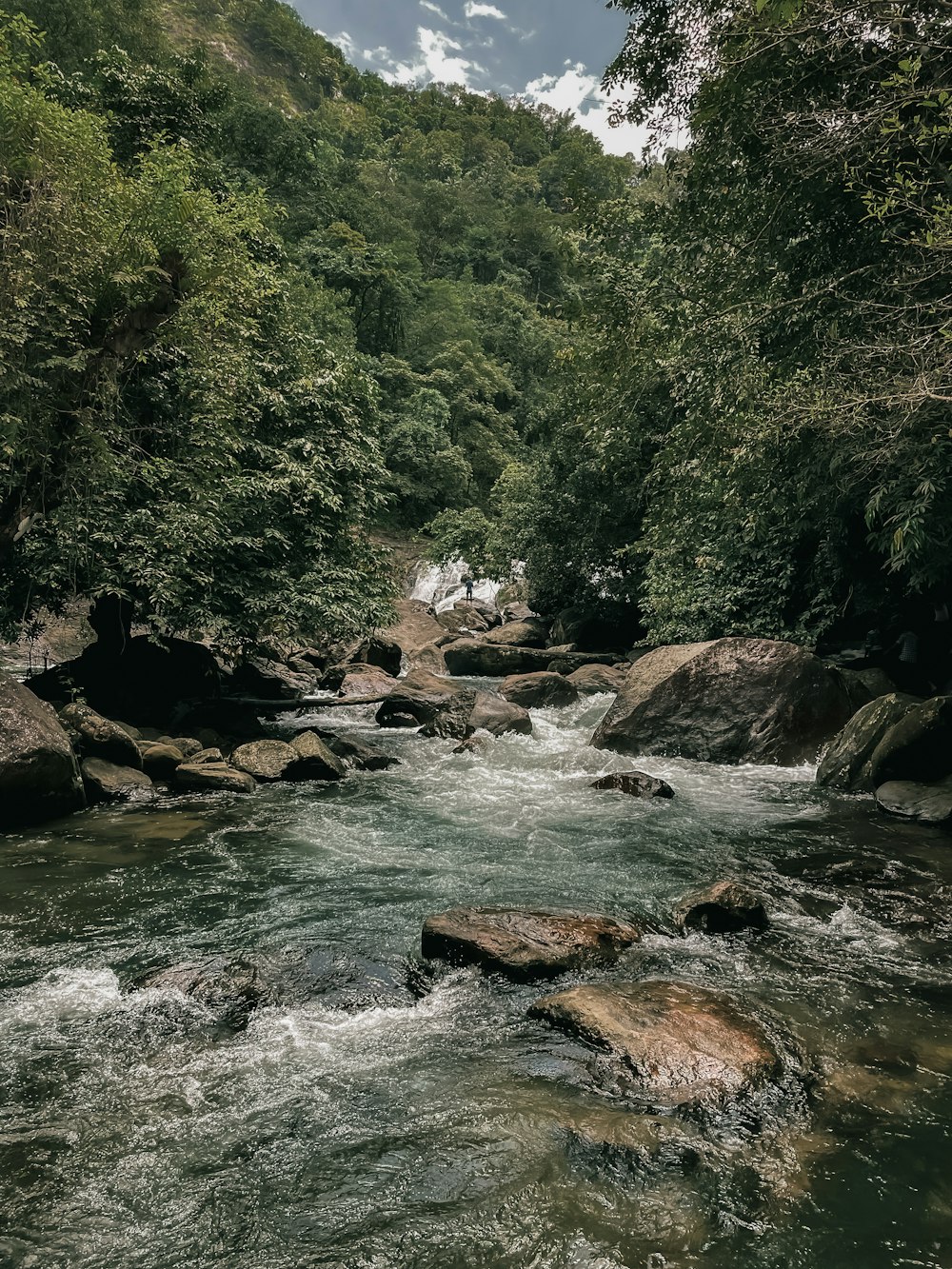 a river running through a lush green forest