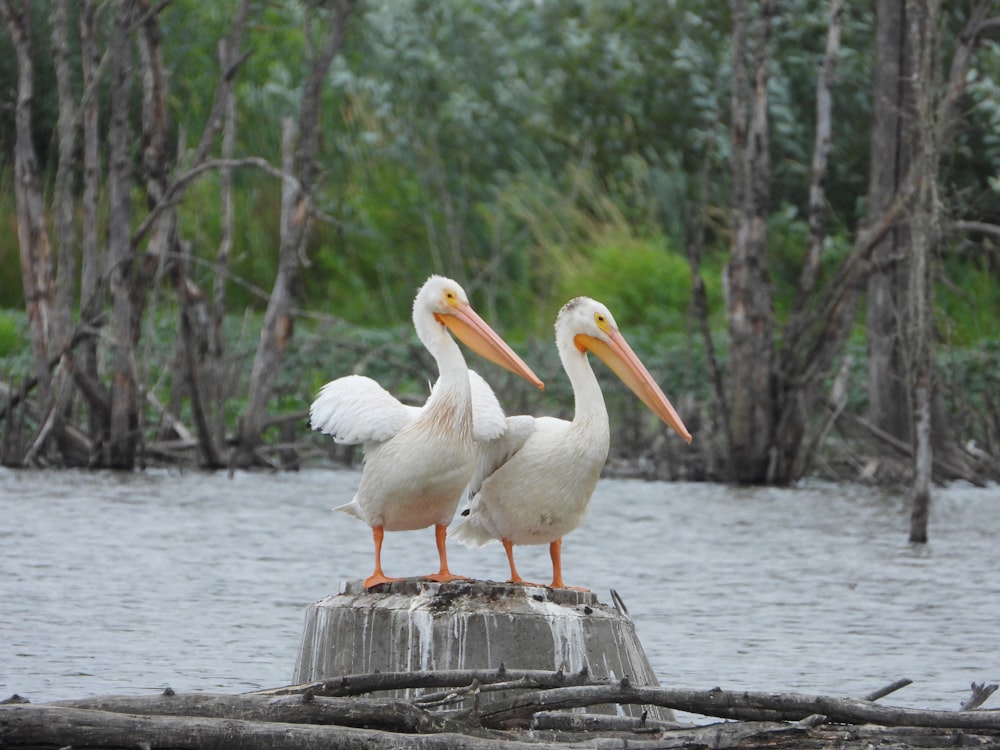 two pelicans are standing on a log in the water