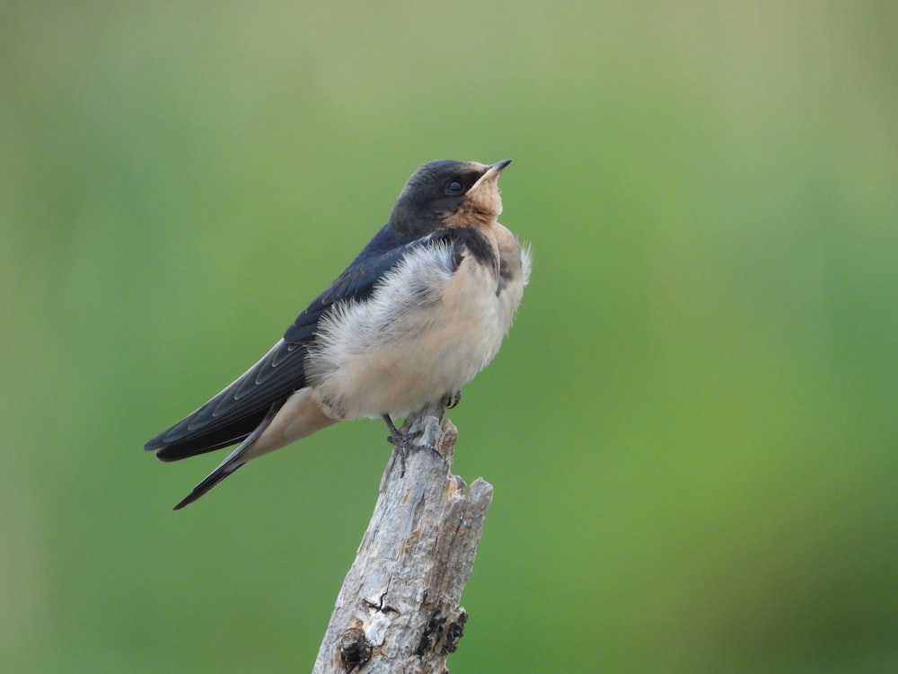 a small bird sitting on top of a tree branch