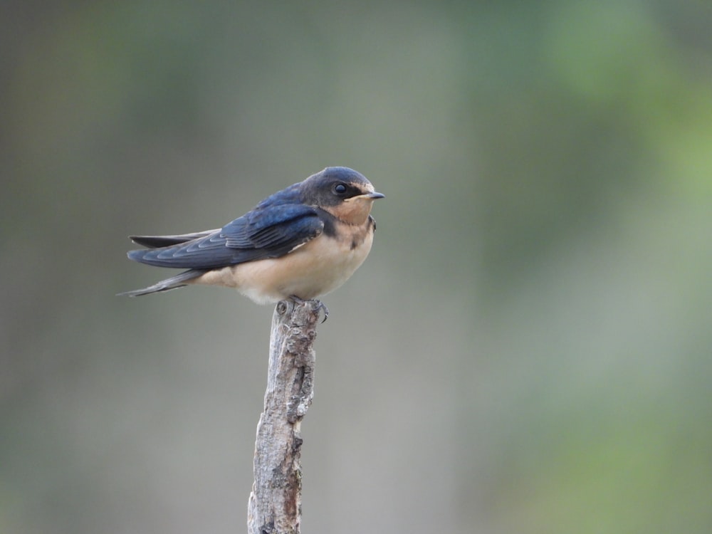 a small blue bird perched on top of a tree branch