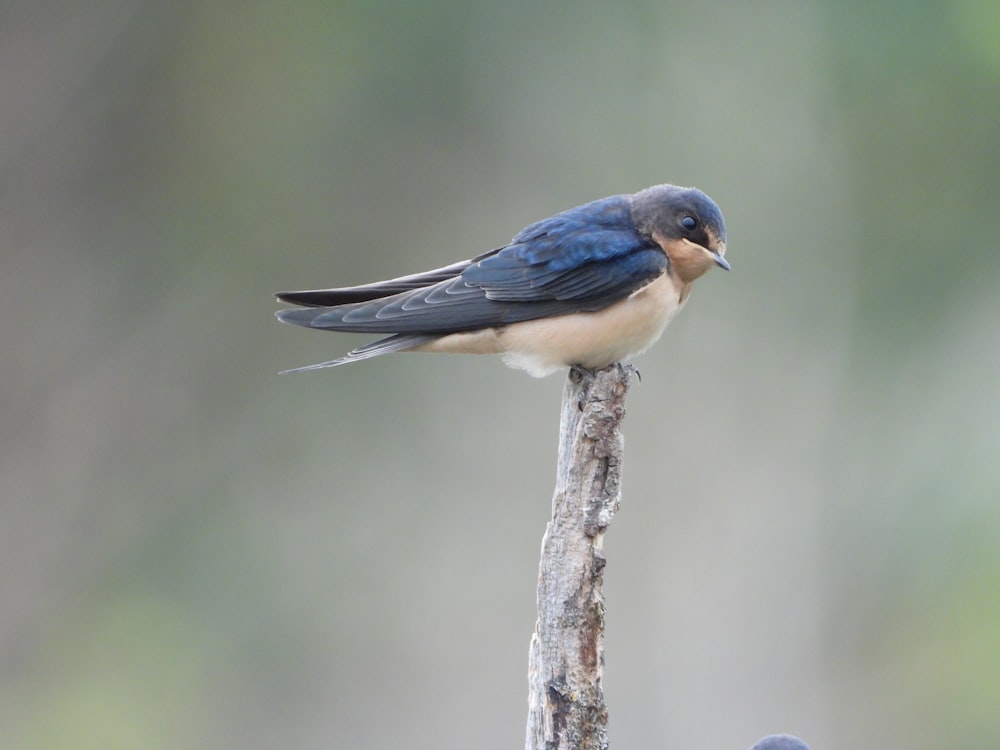 a small blue bird perched on top of a tree branch