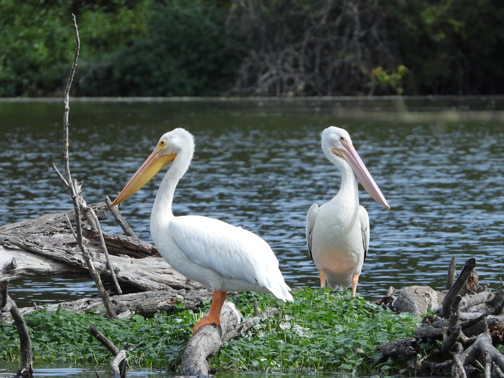 two white pelicans are standing on the shore of a lake