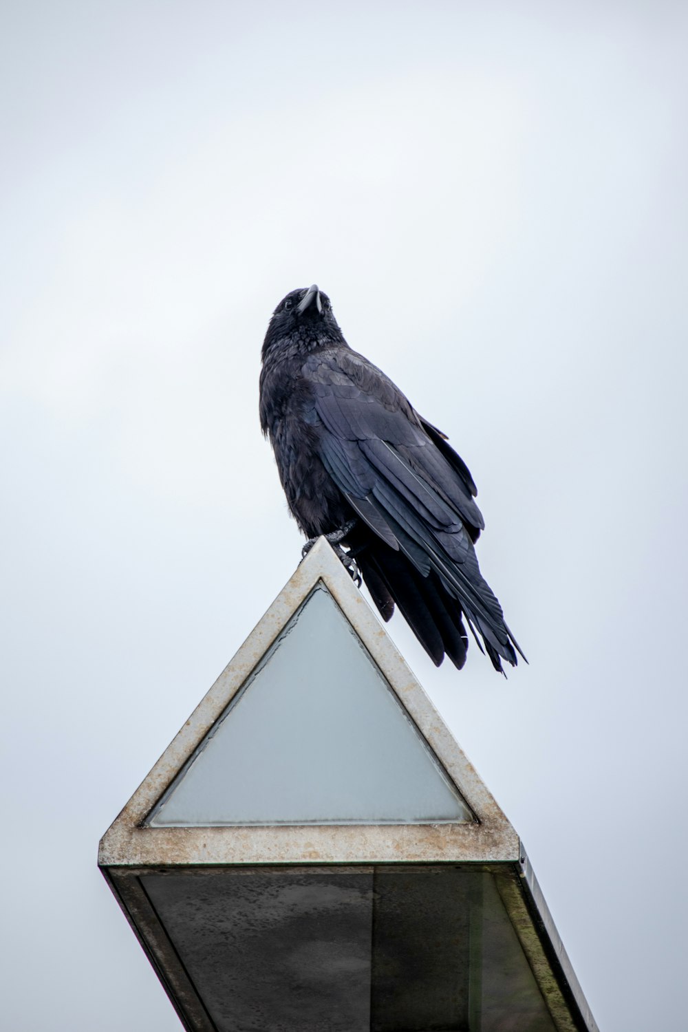 Ein schwarzer Vogel sitzt auf einem Dach