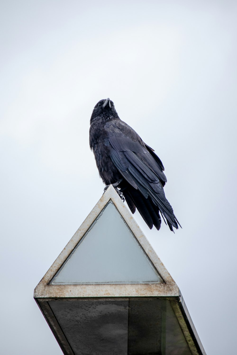 un uccello nero seduto sulla cima di un tetto