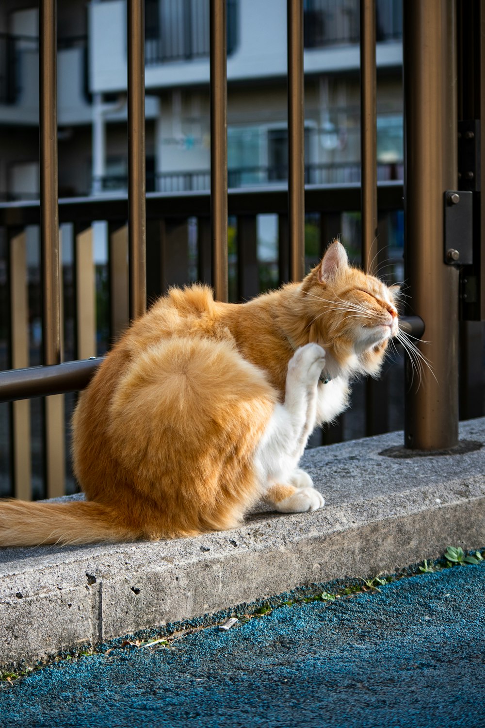 an orange and white cat sitting on a ledge