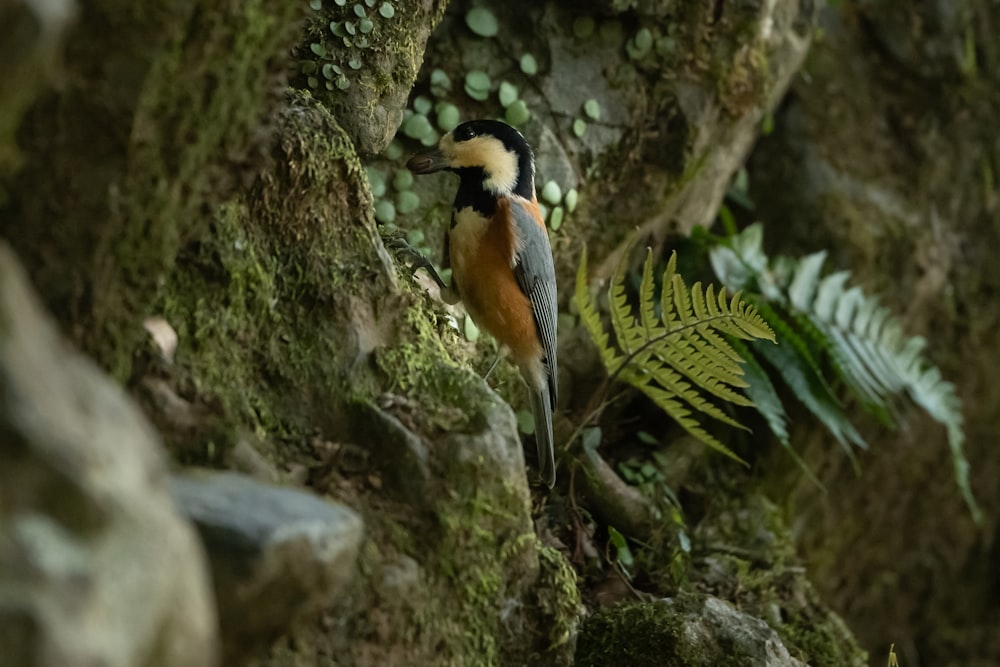 a bird perched on a tree branch in a forest