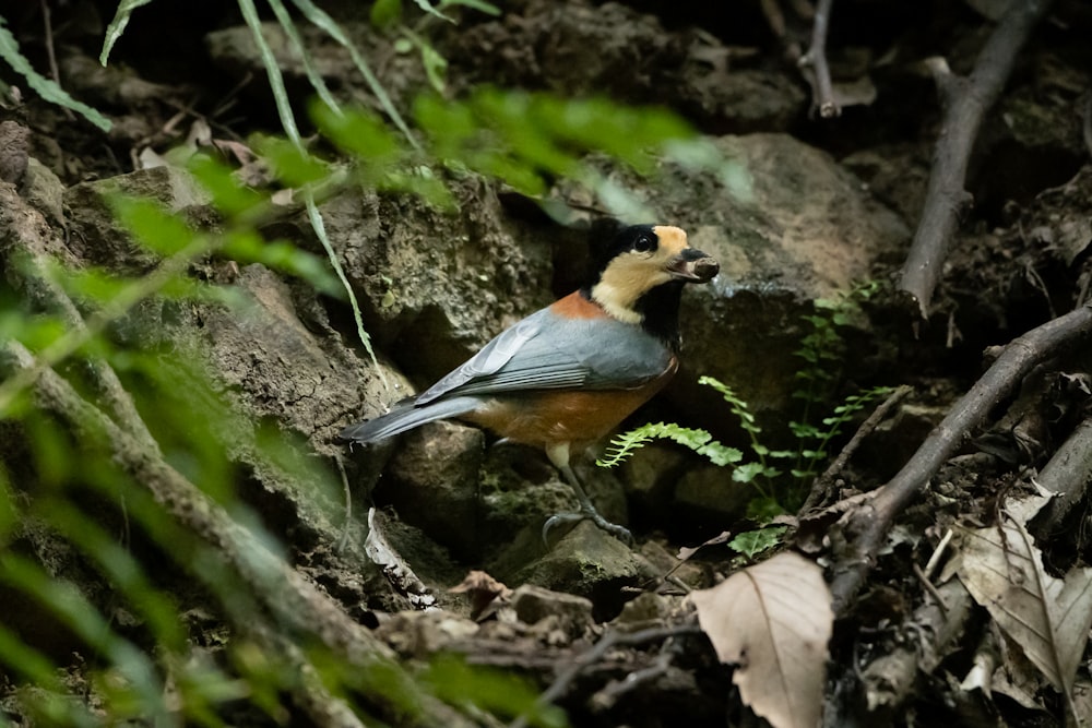 a small bird is standing on the ground