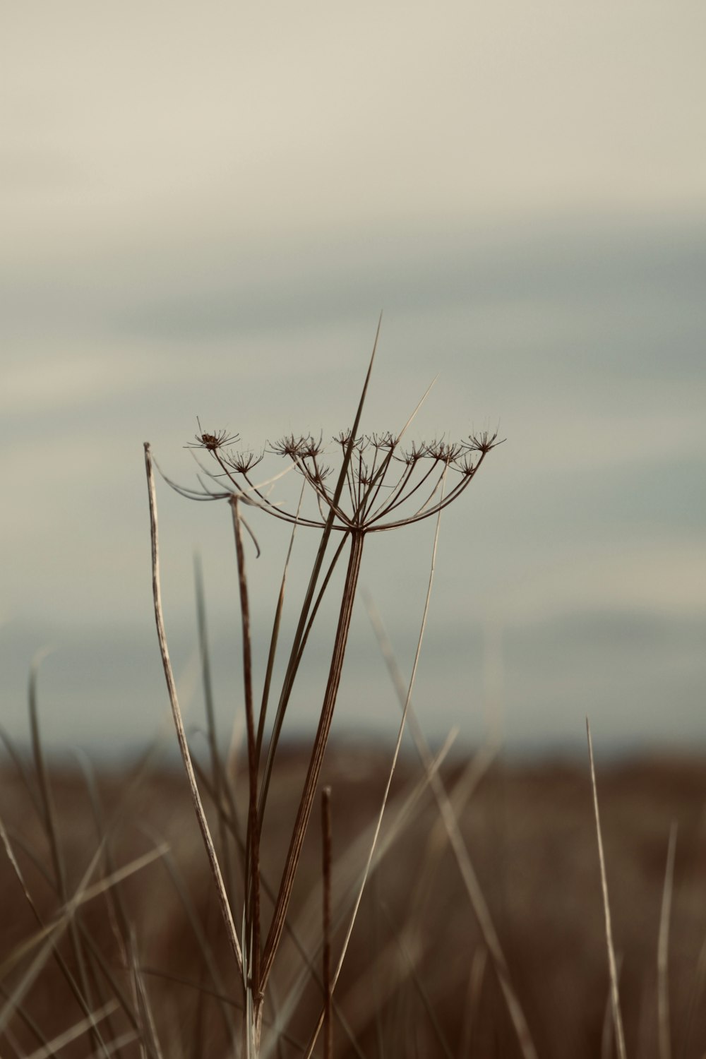 a close up of a plant in a field