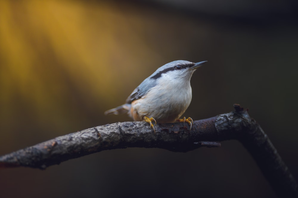 a small bird is perched on a branch