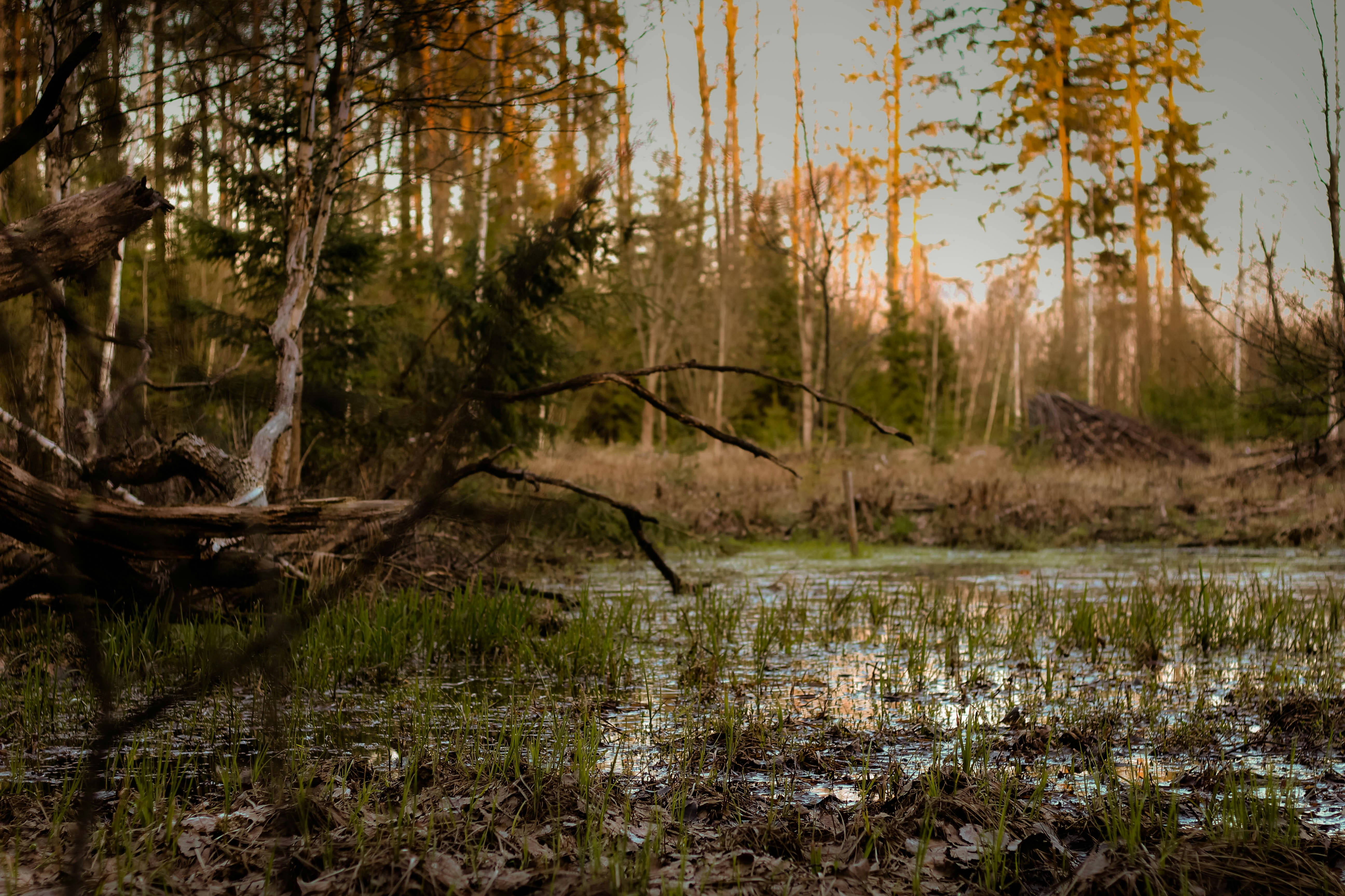 Photo by kiselewaleksey