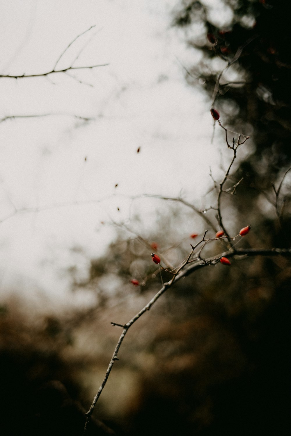 a branch with small red flowers on it