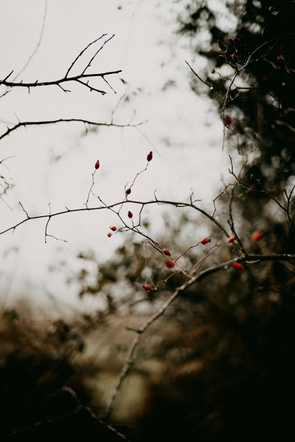 a tree branch with red berries on it