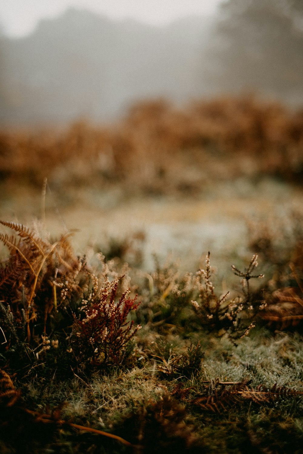 a red fire hydrant sitting on top of a grass covered field