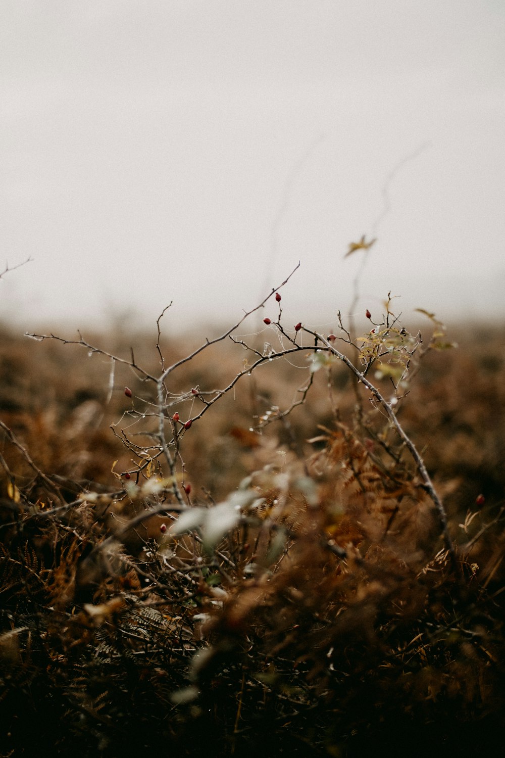 a field that has some plants in it