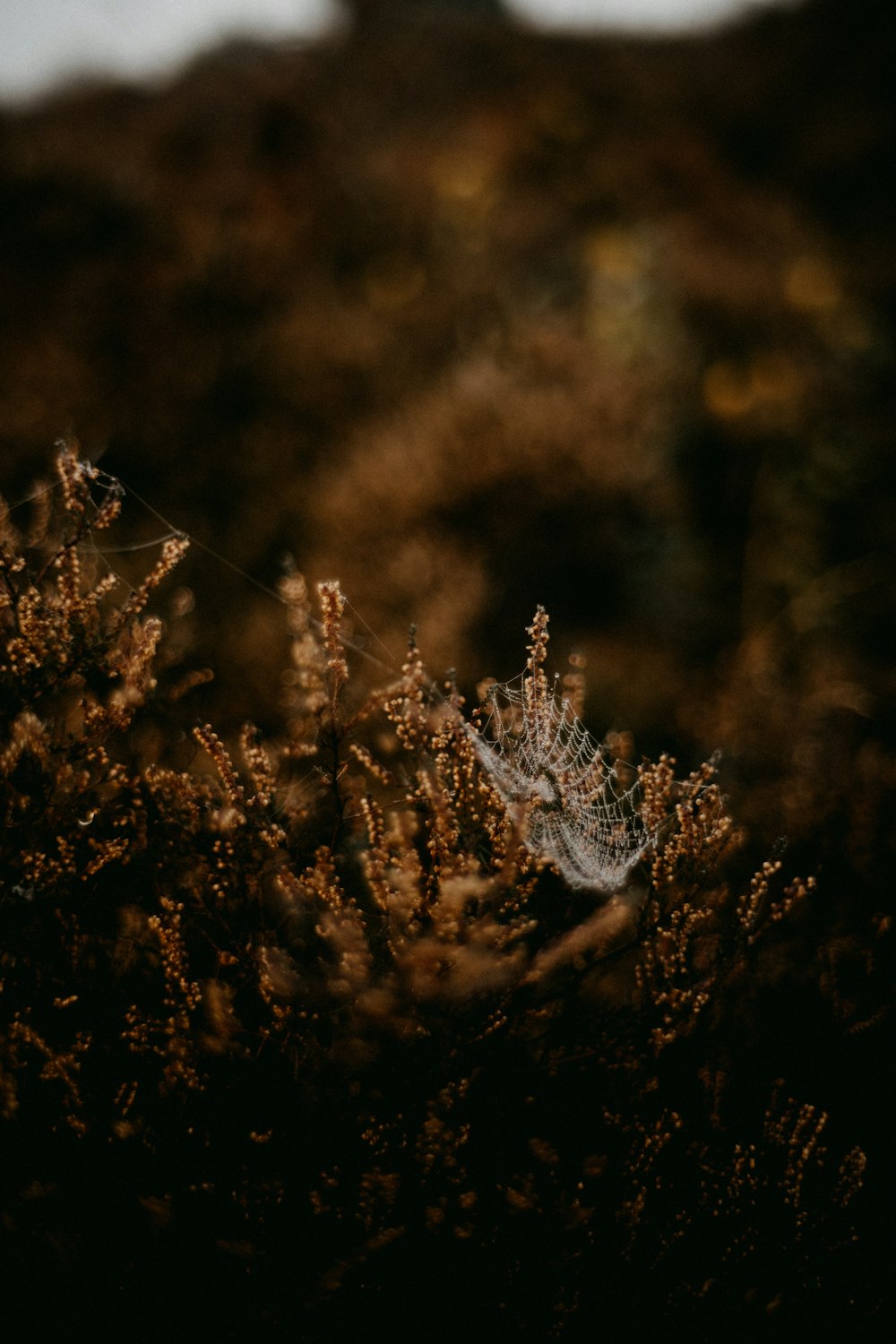 a blurry photo of a plant in a field