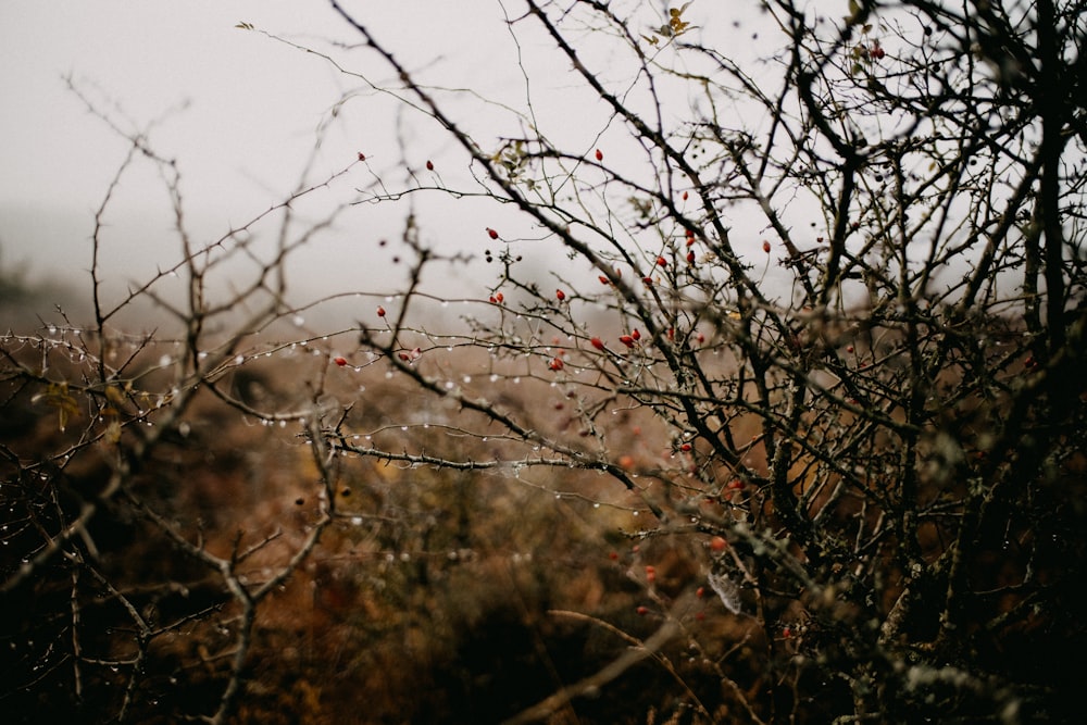 a bush with red berries on it in the rain