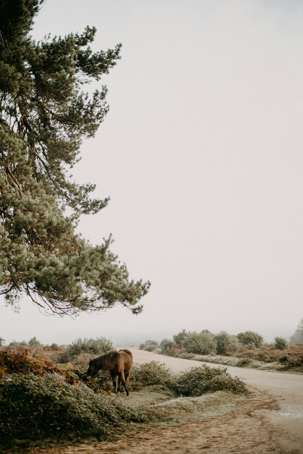 a brown horse standing on top of a dirt road