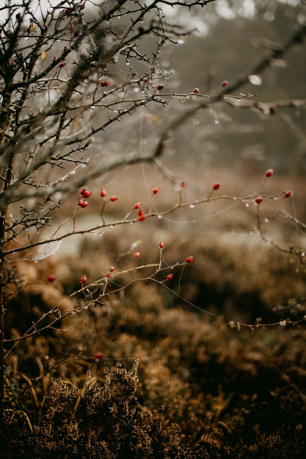 a small tree with red berries on it