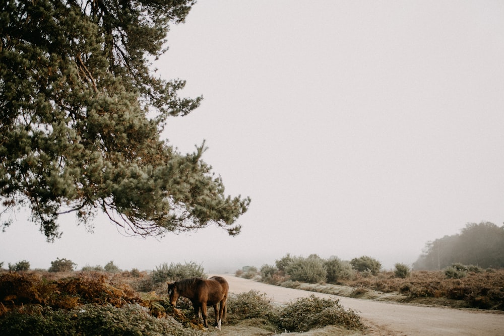 a brown horse standing on top of a dirt road