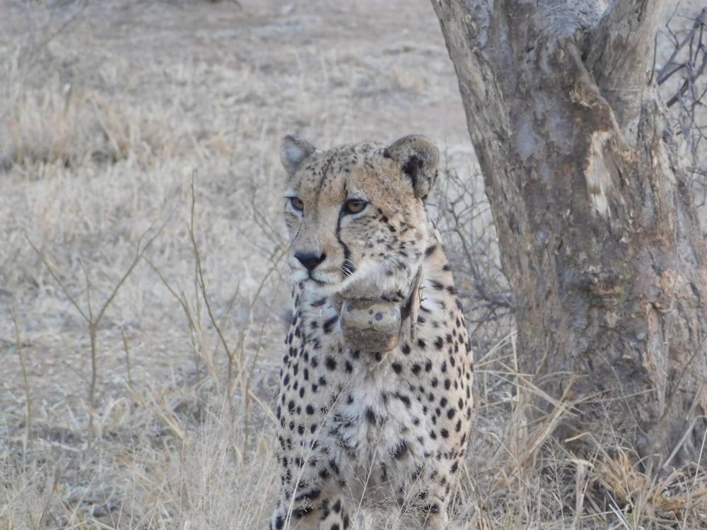 Ein Gepard steht neben einem Baum auf einem Feld