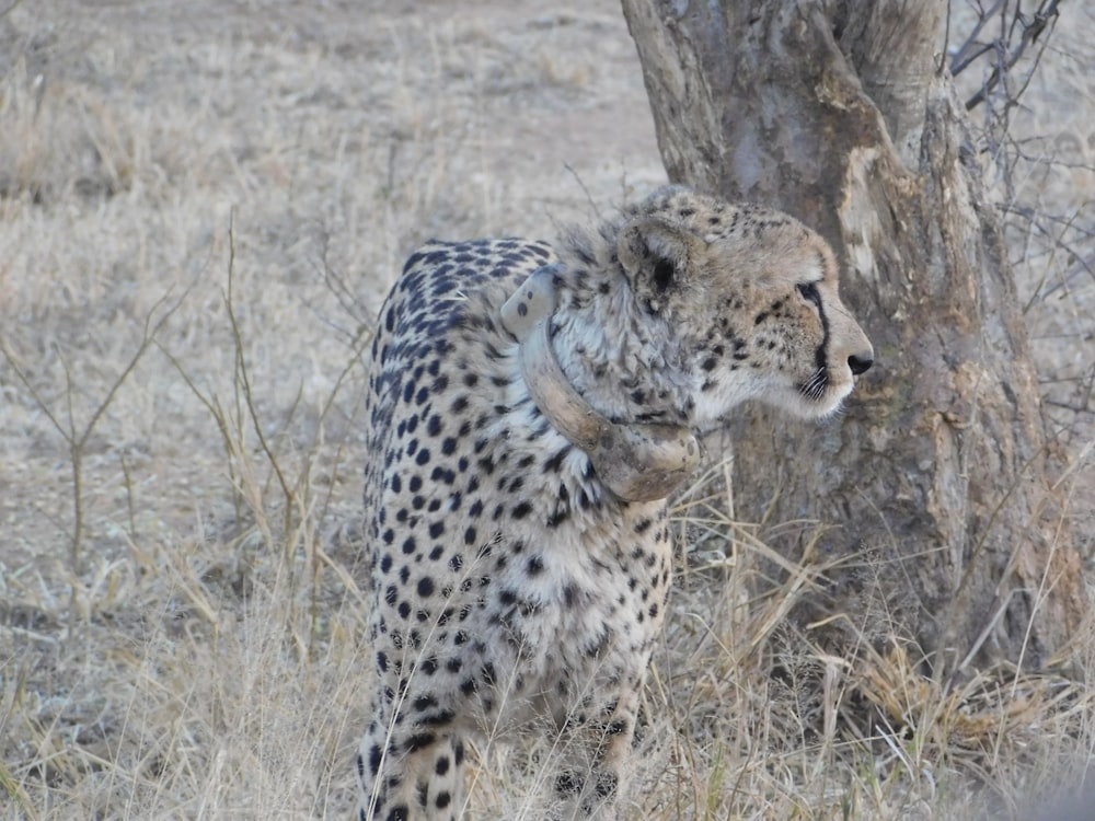 Ein Gepard steht neben einem Baum auf einem Feld
