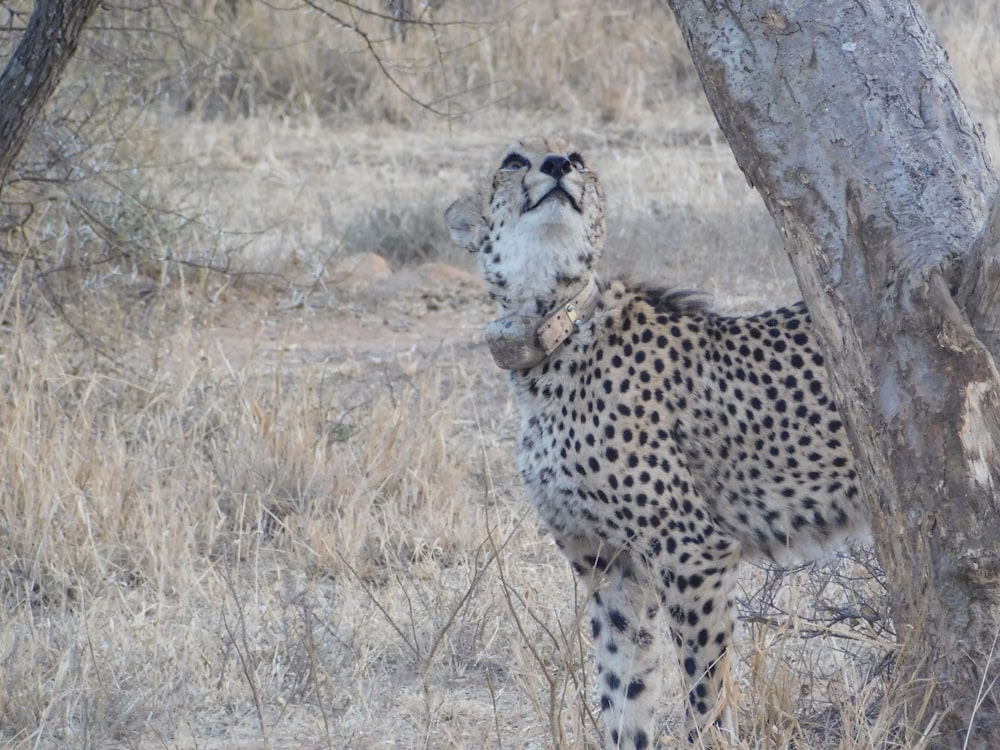 Ein Gepard steht neben einem Baum auf einem Feld