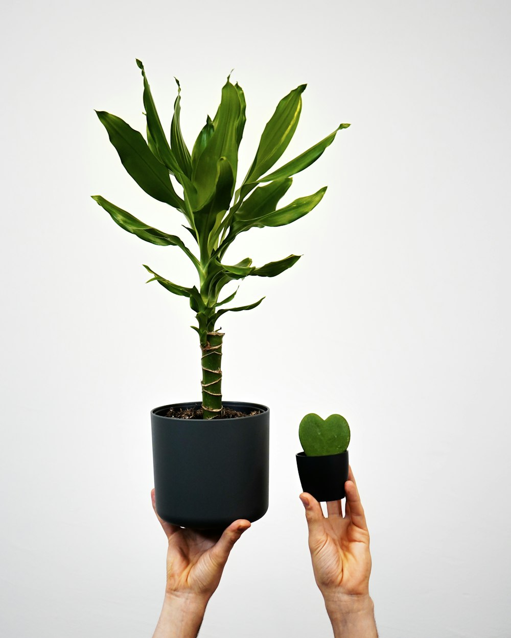 a person holding a potted plant in their hands