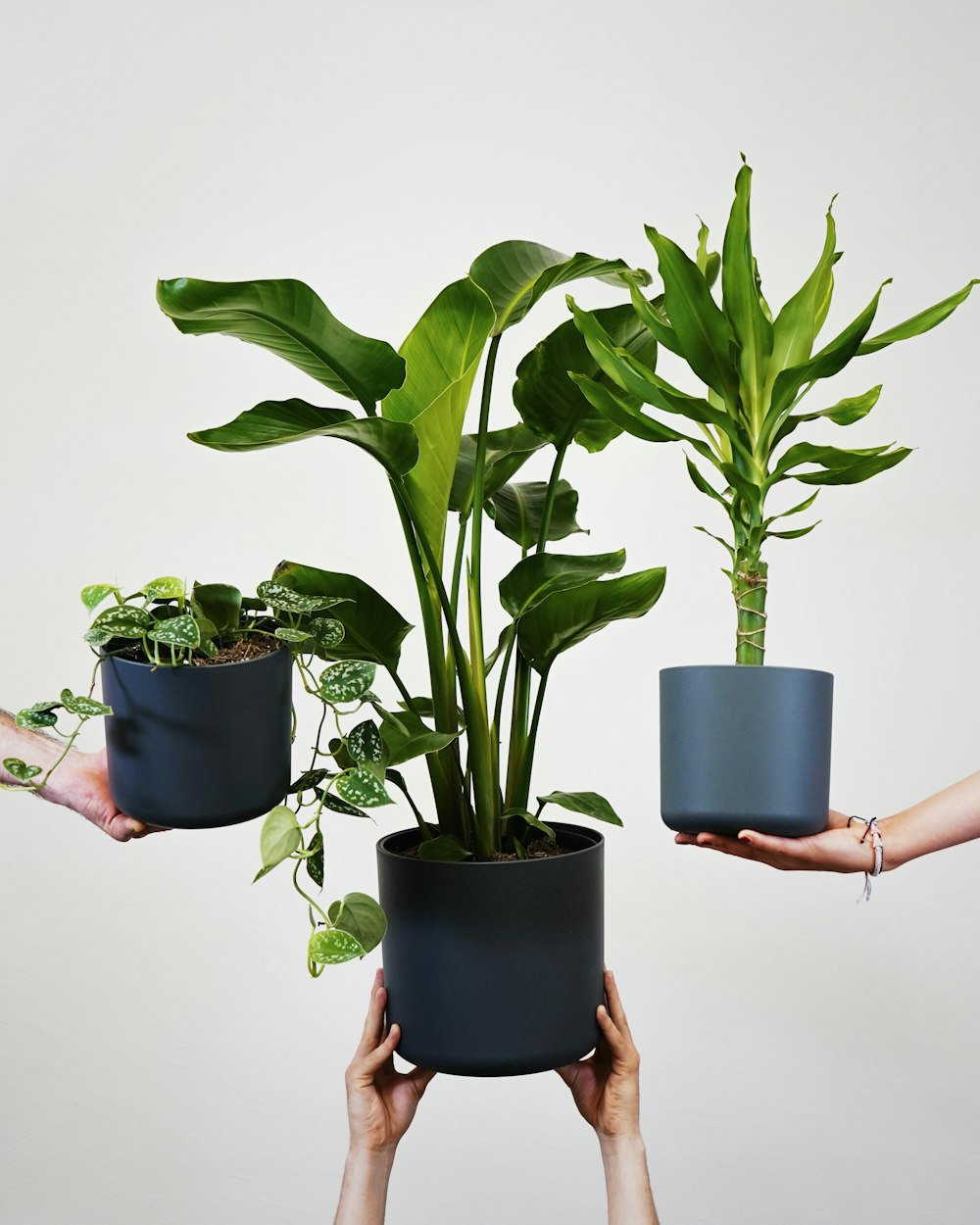 a group of people holding plants in their hands