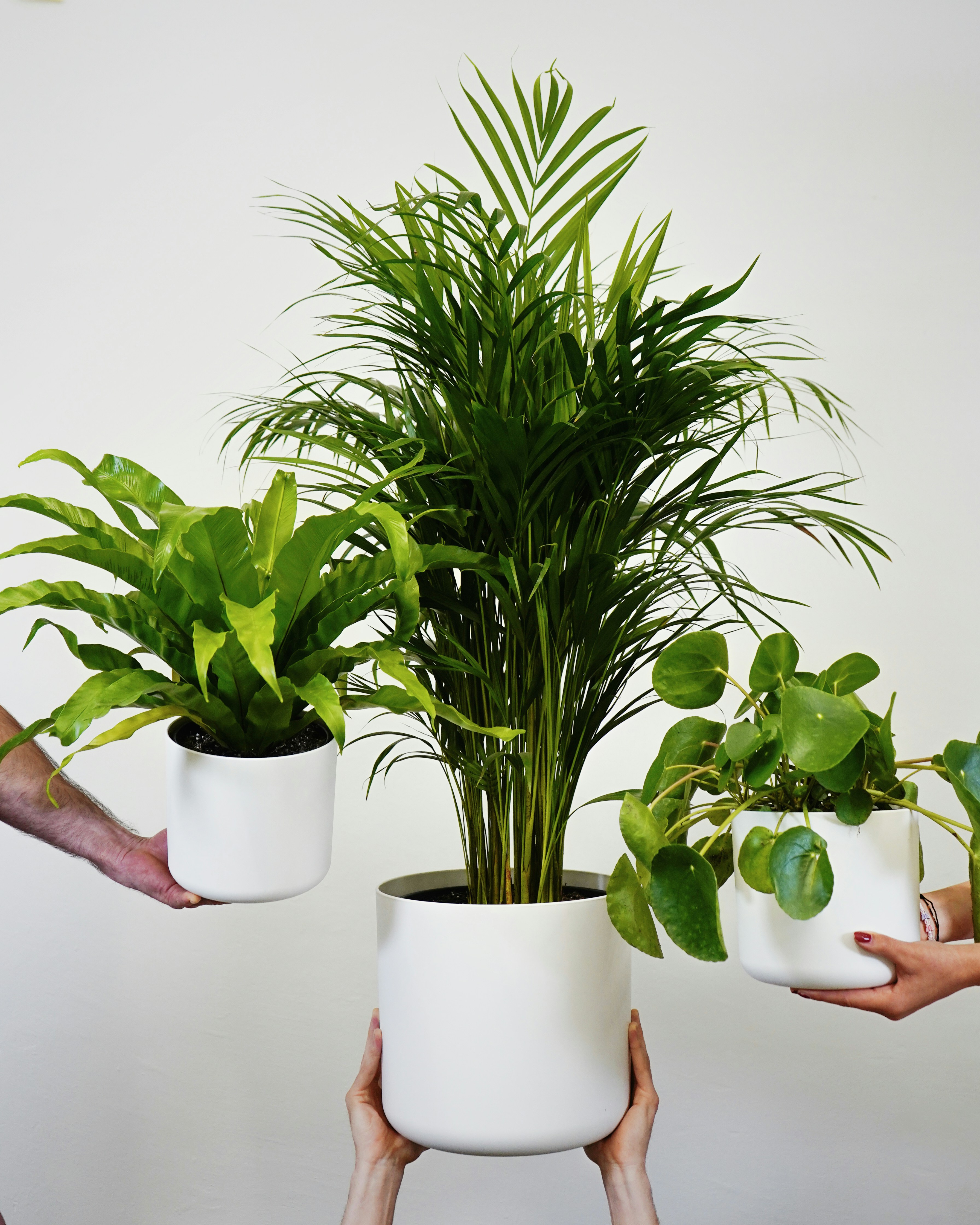 a group of people holding plants in their hands