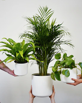 a group of people holding plants in their hands