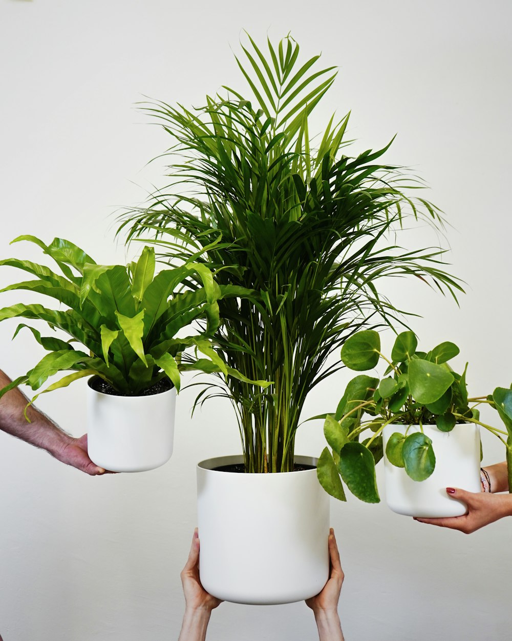 un gruppo di persone che tengono le piante in mano