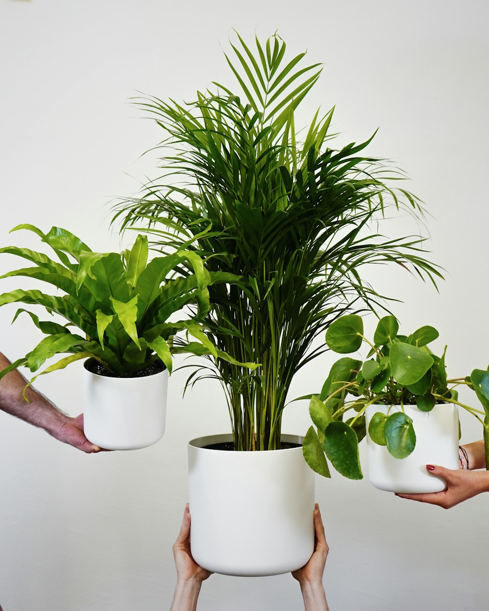 Un grupo de personas sosteniendo plantas en sus manos