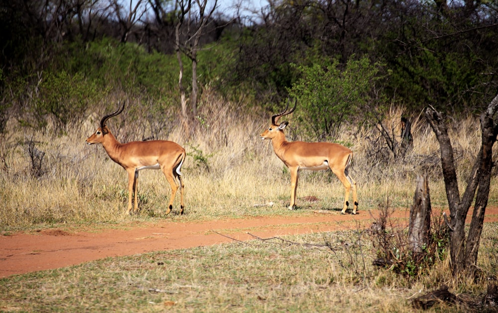 two antelope standing in the middle of a field